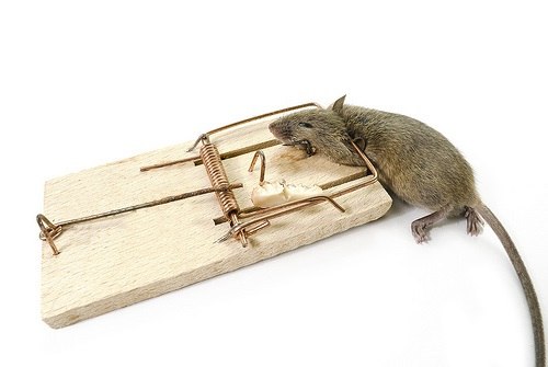 как да се справя с мишки, използвайки мишоловки