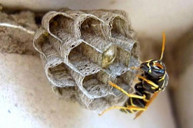 كيفية التعامل مع الدبابير في المنحل في الخريف وحماية النحل