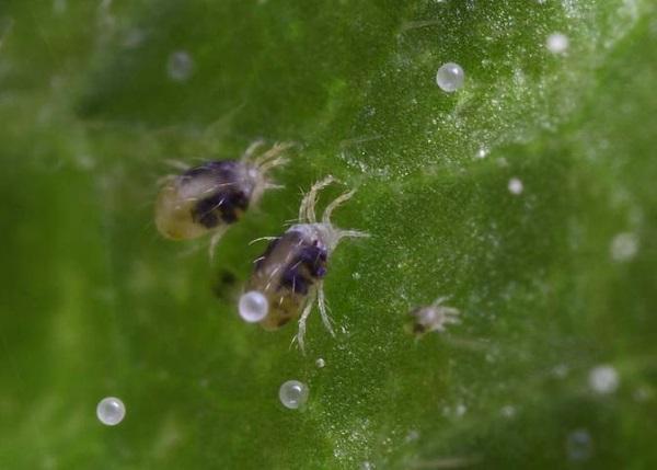How to deal with spider mites on apple trees