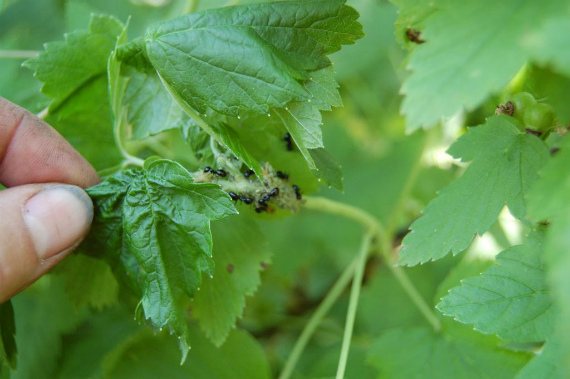 Hur man hanterar bladlöss på vinbär