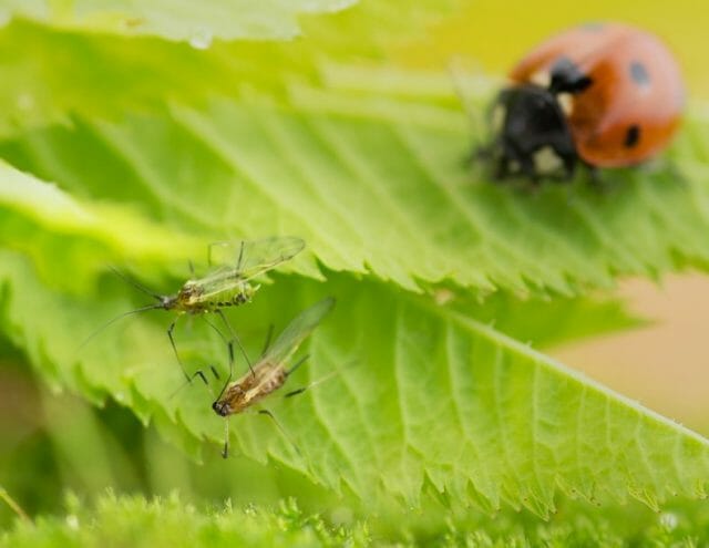 كيفية التعامل مع العلاجات الشعبية حشرات المن ، واستخدام الوسائل المرتجلة لمكافحة الآفات