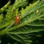كيفية التعامل مع العلاجات الشعبية حشرات المن ، واستخدام الوسائل المرتجلة لمكافحة الآفات