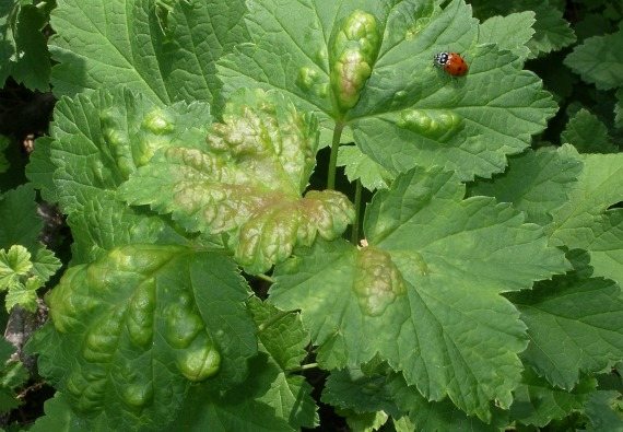 How to deal with aphids in the spring using folk remedies