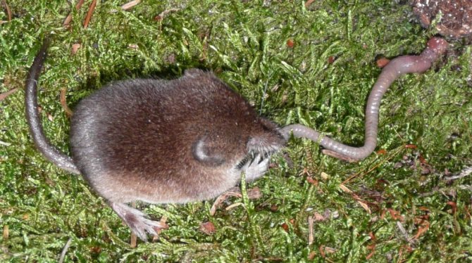 How to deal with a shrew in the garden? how to get rid of it in the country and summer cottage?