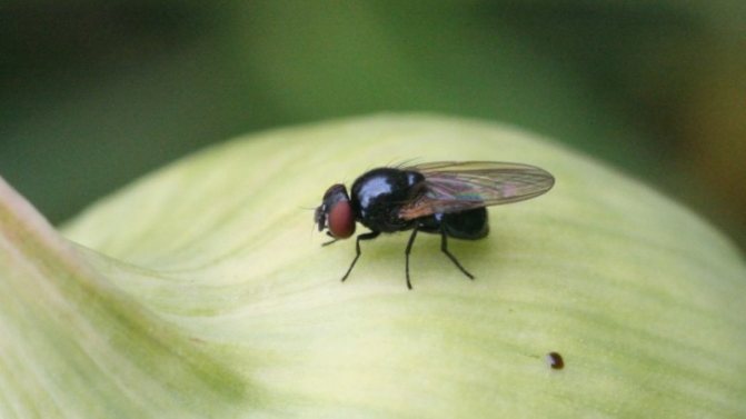 Как бързо да се отървете от луковите мухи в градината