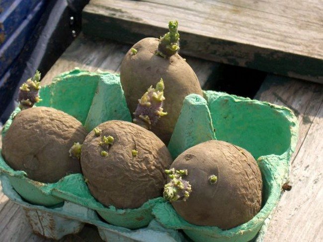 Paano mabilis na tumubo patatas para sa pagtatanim