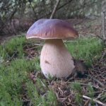 jak rychle houba roste