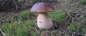 how fast the mushroom grows