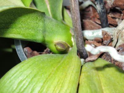 Vad händer om phalaenopsis inte släpper ut en blommande skott på länge?