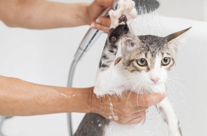 كم مرة يمكن الاستحمام للقطط والقطط؟