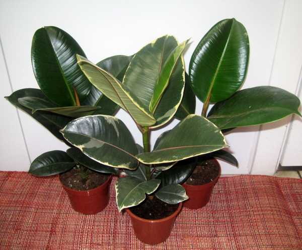How often should the ficus be watered