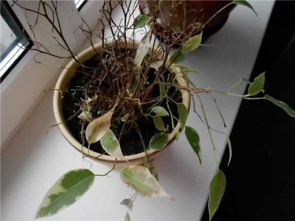 How often should the ficus be watered