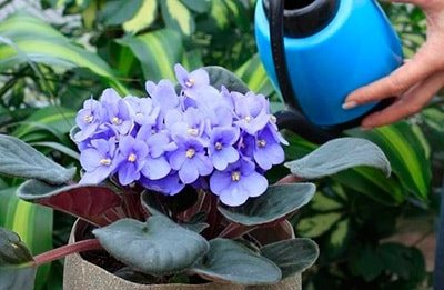 how often-to-water-violets-photos