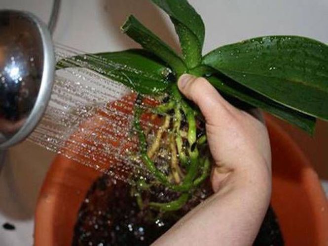 how often to water the orchid