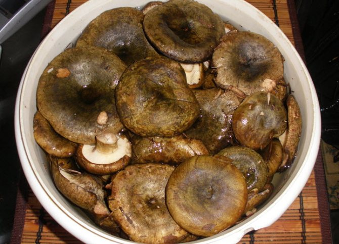 How to clean, wash and how much to soak milk mushrooms before pickling?