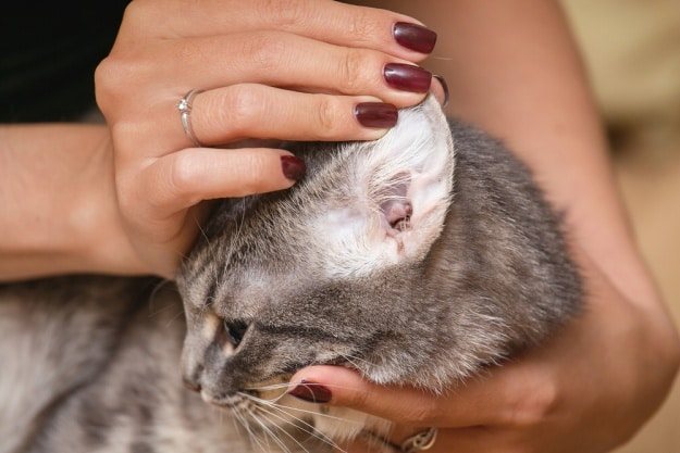 Jak čistit uši kotě a dospělé kočky doma