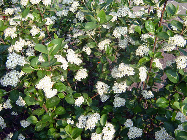 How chokeberry blooms in the garden