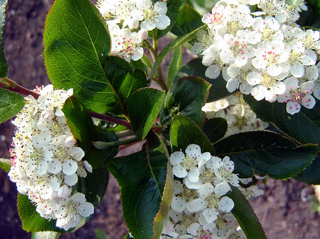 How chokeberry (chokeberry) blooms
