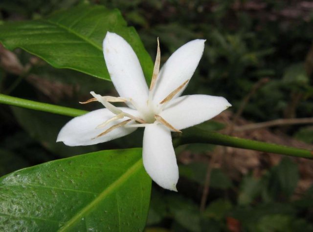 how the coffee tree blooms