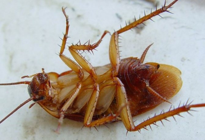 How does Global against cockroaches work?