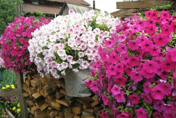 How to achieve a lush flowering petunia: tips