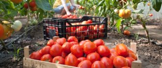 'Hur man uppnår höga avkastningar från en tomat "Röd Röd"' bredd = "800