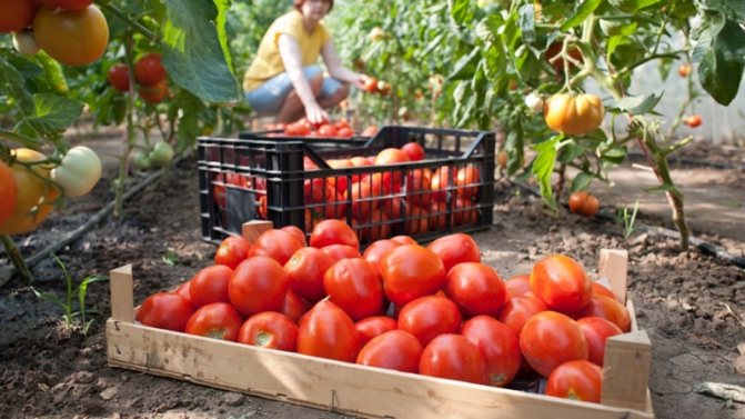 '' Hur man uppnår höga avkastningar från tomat