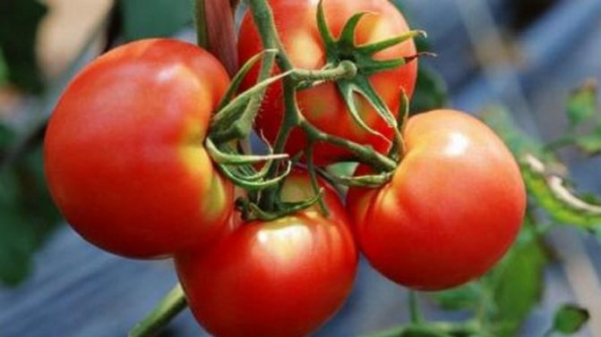 '' How to achieve high yields from tomato