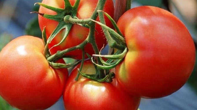 '' Hur man uppnår höga avkastningar från tomat