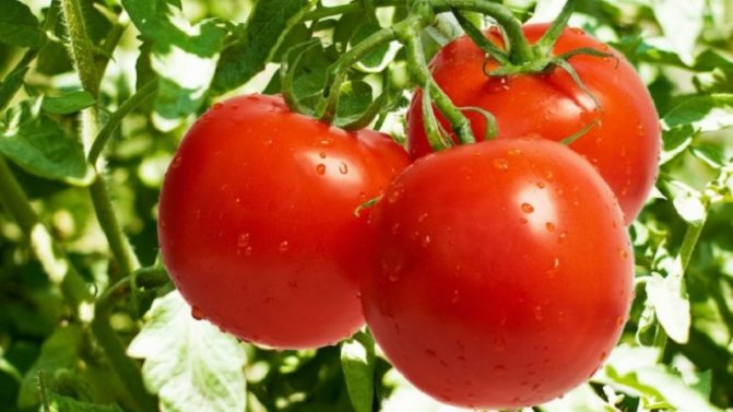'' كيفية تحقيق عوائد عالية من الطماطم