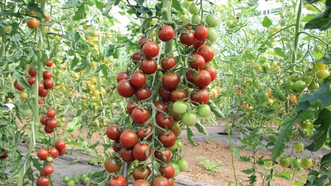 '' How to achieve high yields from tomato