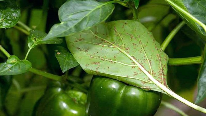 How to effectively deal with aphids on pepper without harming the crop