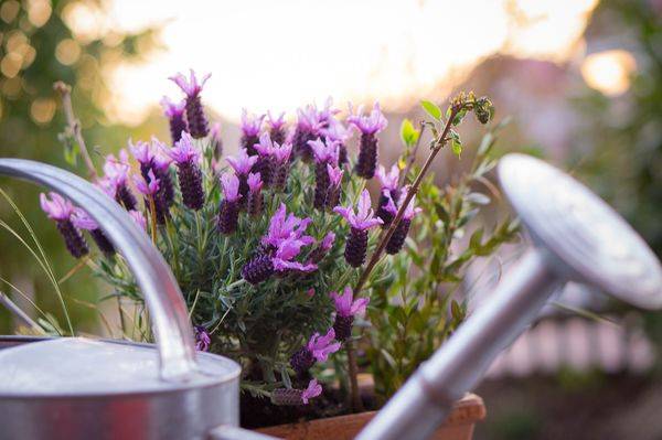 How to prepare lavender for winter