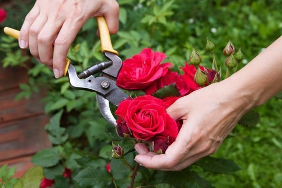 كيفية تخزين قصاصات الورد قبل الزراعة الربيعية