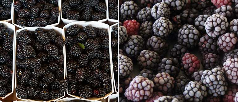 how to store blackberries