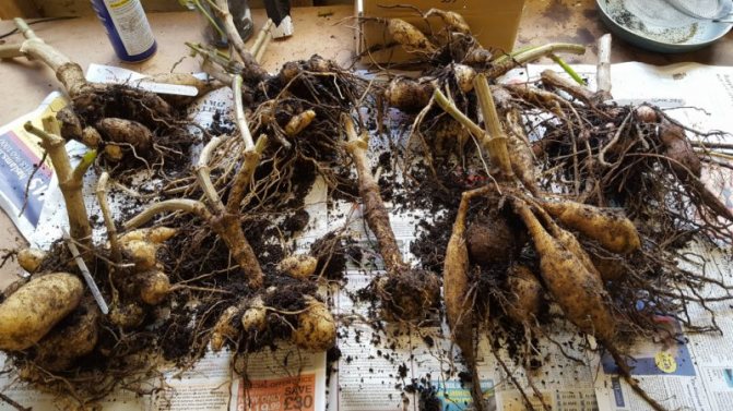 How to store dahlias after digging - Flowers bouquets