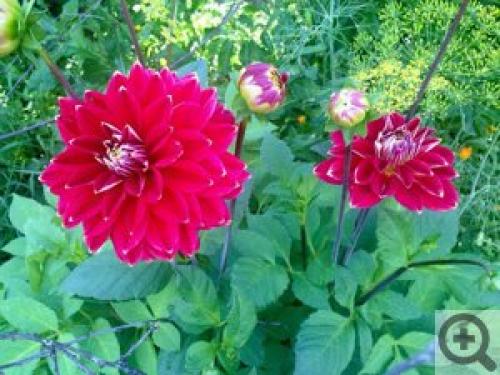 How to store dahlias in the refrigerator. How to store dahlias in winter 01