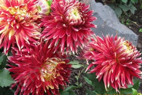 How to store dahlias in the refrigerator. How to store dahlias in winter