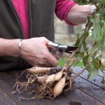 Comment conserver les dahlias en hiver à la maison