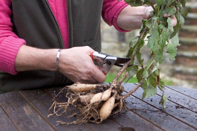 How to store dahlias in the winter at home