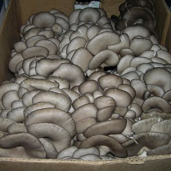 How to store oyster mushrooms in the refrigerator and freezer for the winter: storage conditions for oyster mushrooms