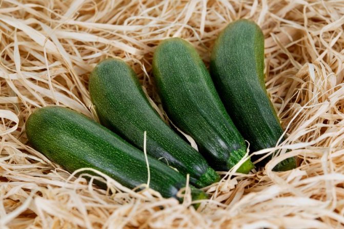 How to store zucchini for the winter at home