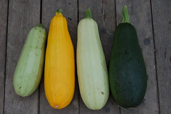 How to store zucchini in an apartment