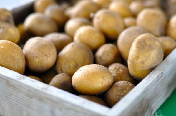 Jak skladovat brambory v chladničce