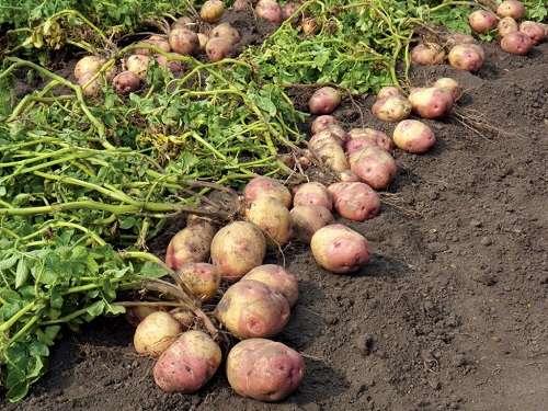 كيفية إبعاد الفئران عن البطاطس. مراحل حصاد البطاطس