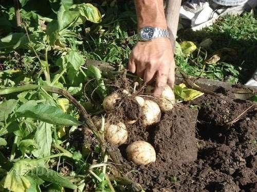 كيفية إبعاد الفئران عن البطاطس. مراحل حصاد البطاطس