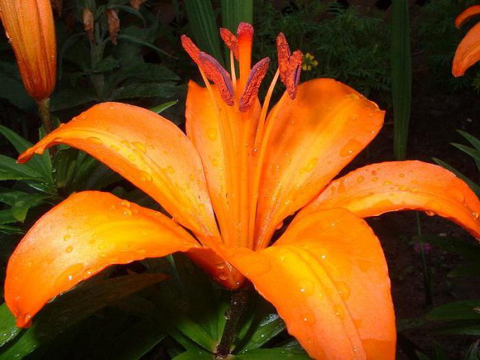 how to store lilies in the winter at home
