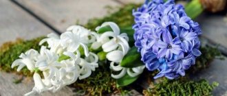 Paano mag-imbak ng mga bombilya ng hyacinth