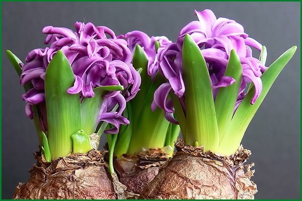 Jak skladovat žárovky hyacintu