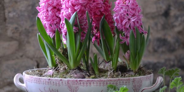 How to store hyacinth bulbs